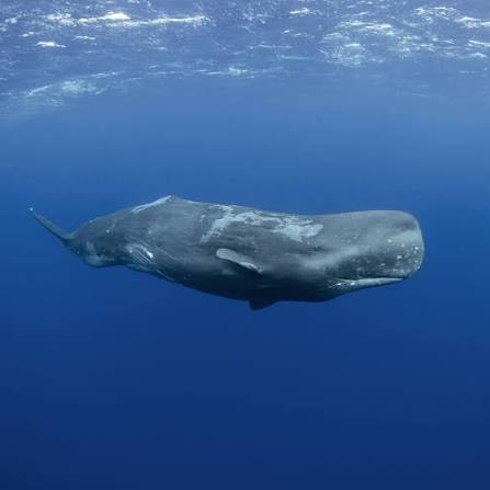 Ocean Giants Encounter — Whale Watching Mirissa